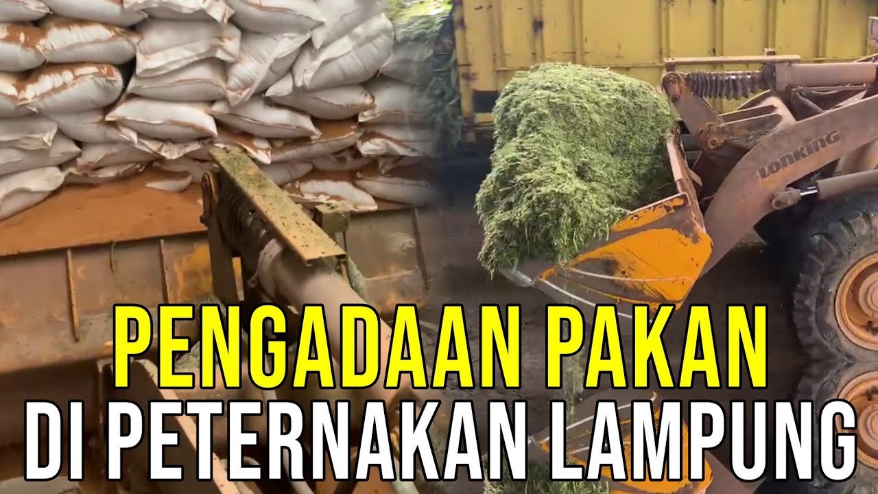 
                                 Pakan-Ternak-Sapi-Lampung-Feedlotter-Indo-Prima-Beef